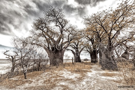 Bild på Baines Baobabs